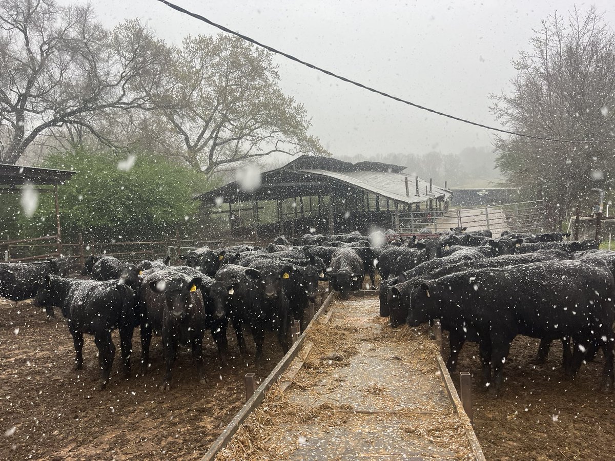 Will Gilmer tweet media