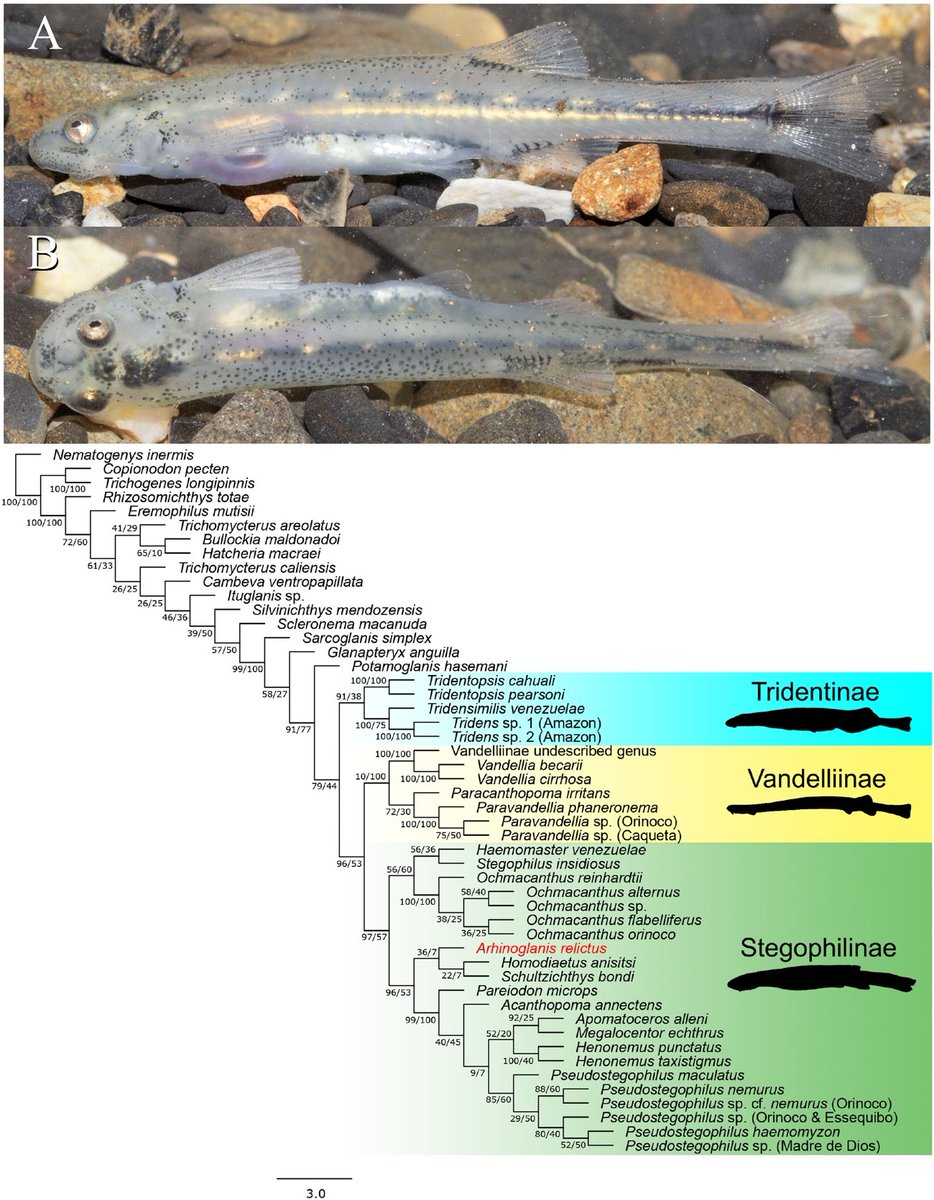 Fish in the News tweet media