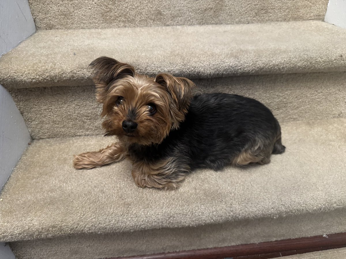 Joe Pepe tweet media