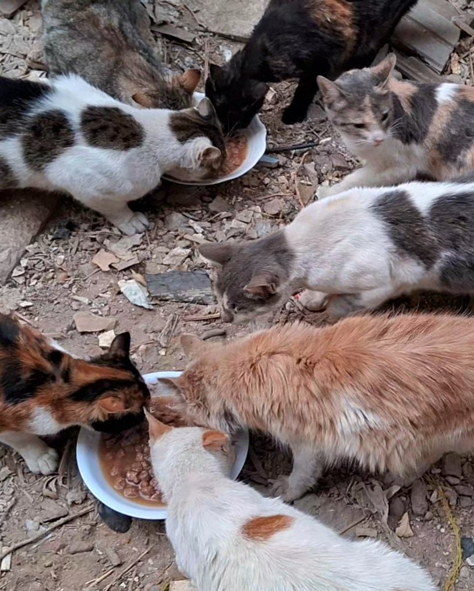 Animal Friends Shelter tweet media