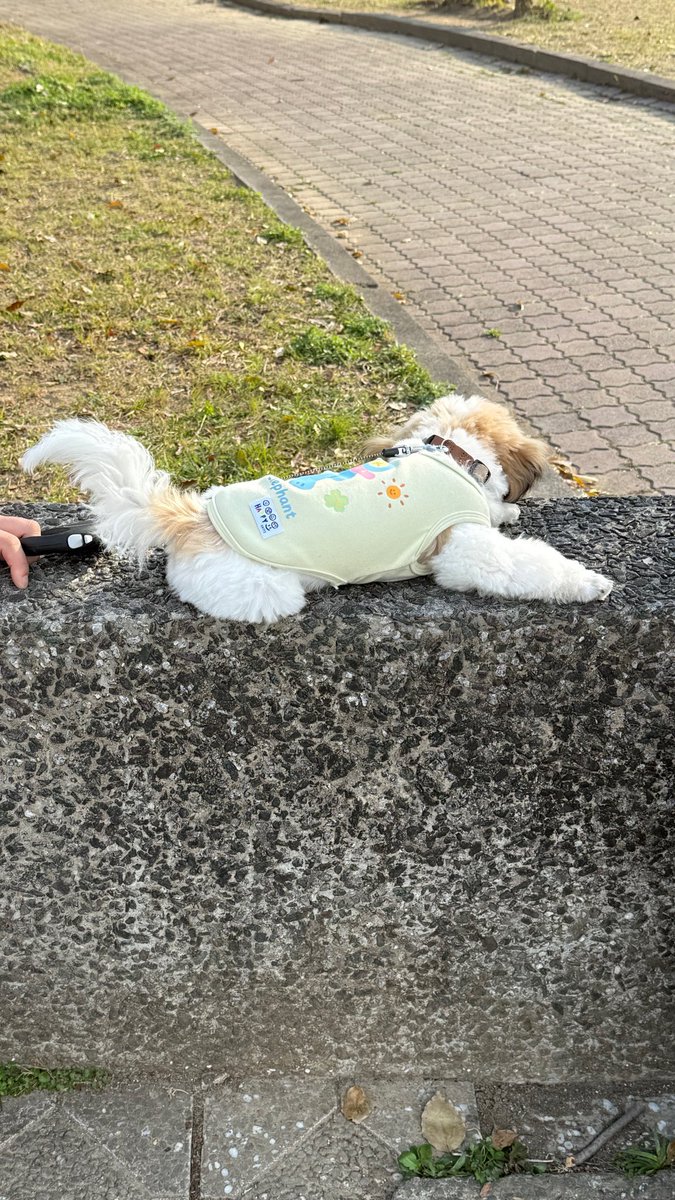 プードル係長 tweet media