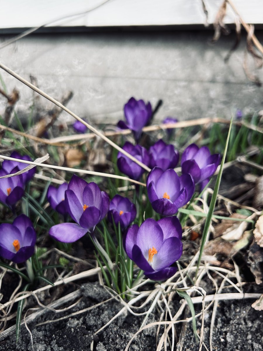 Charlene Newland tweet media