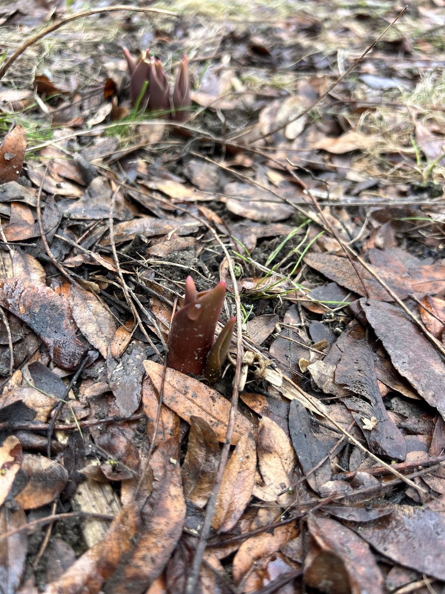 Charlene Newland tweet media