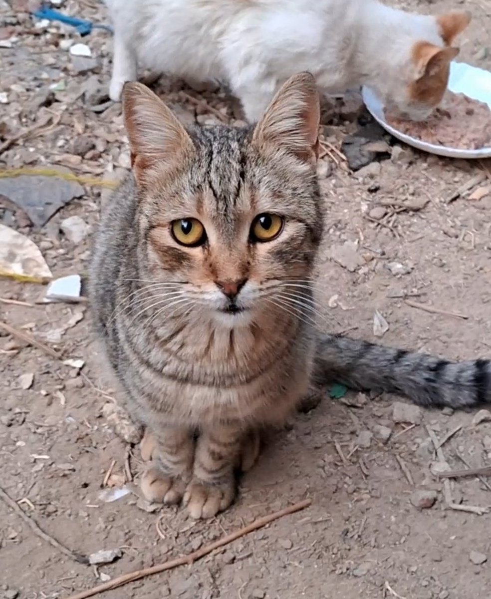 Animal Friends Shelter Gaza tweet media