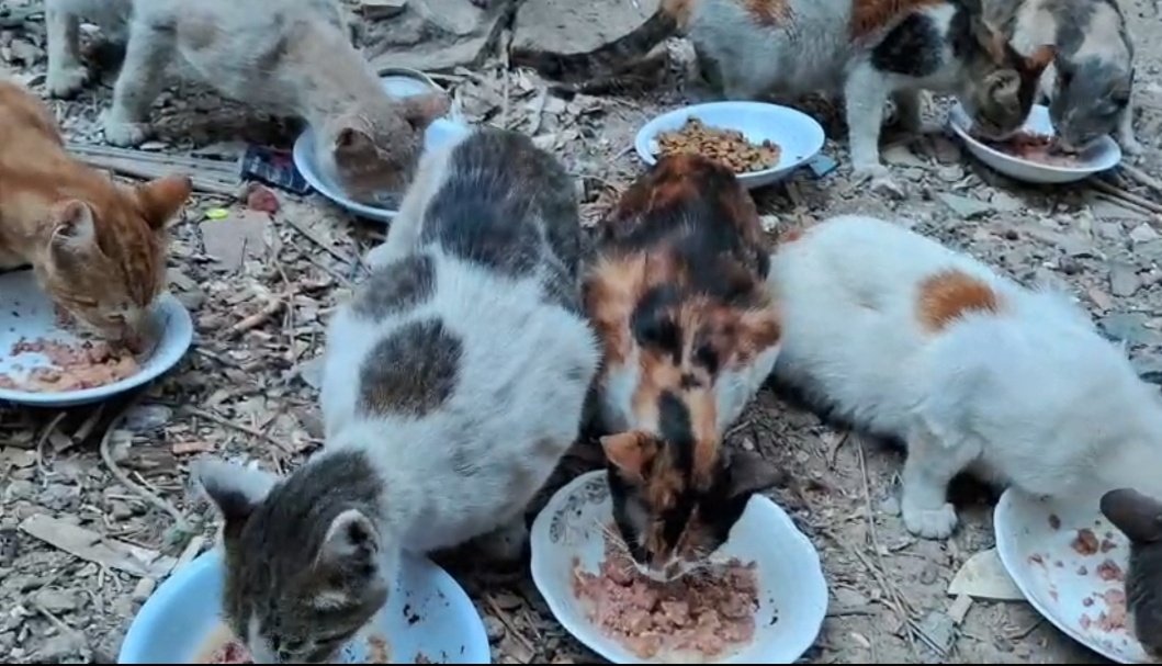 Animal Friends Shelter Gaza tweet media