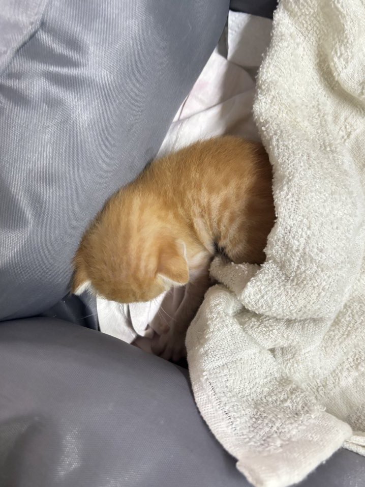 เอชเอนผัวะ tweet media