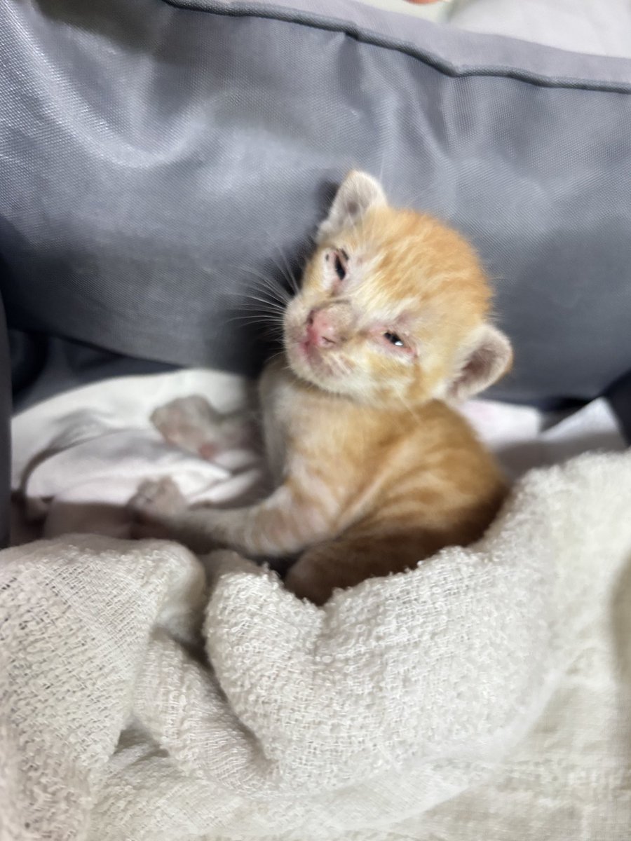 เอชเอนผัวะ tweet media