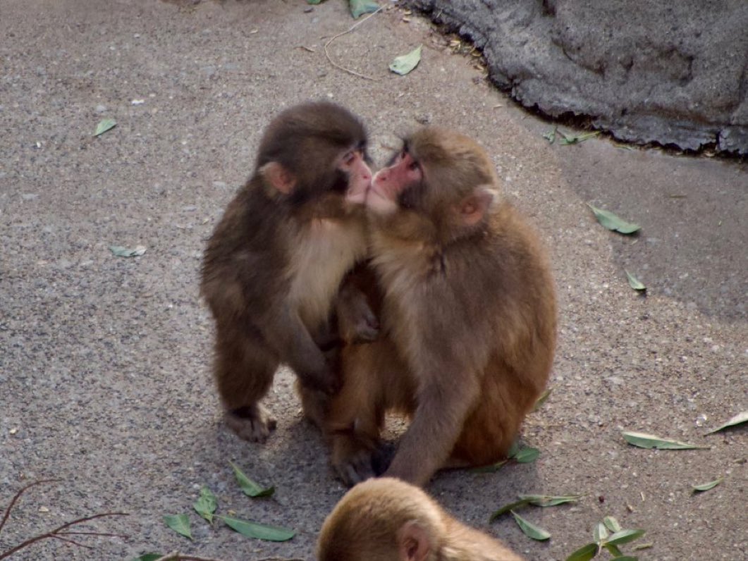 LuxEtVeritus tweet media