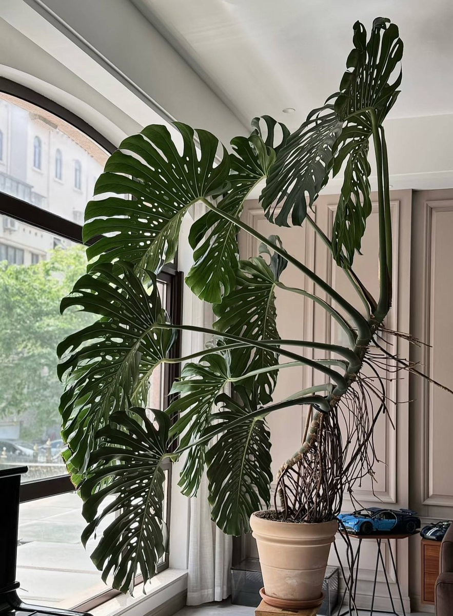 Gold Vautrnse 🟡 tweet media