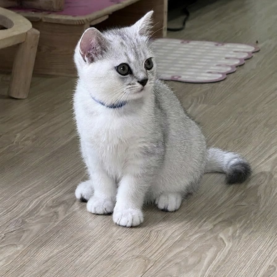 halmoni_cat's tweet photo. ดชคนสุดท้าย พร้อมย้ายมากค้าบ เบื่อยายๆแล้ว ค่าเทอมเบามั๊กๆ 💕💕
#สก็อตติช #สก็อตติชโฟลด์ #แมว #ฟาร์มแมว #อวดแมว #ทาสแมว #BritishShorthair #บริติช #แมวหาบ้าน #ตลาดแมว #อาหารแมว #ขายแมว #dek69 #เอนจอยจูน https://t.co/UZKa5Eo2wT