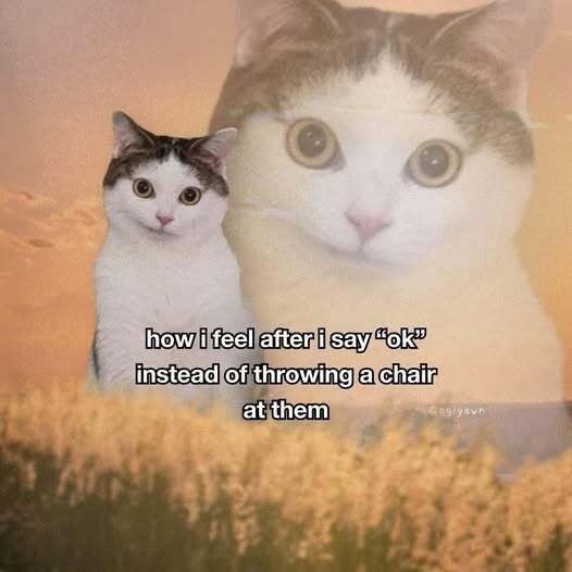 Cool Cat Society tweet media