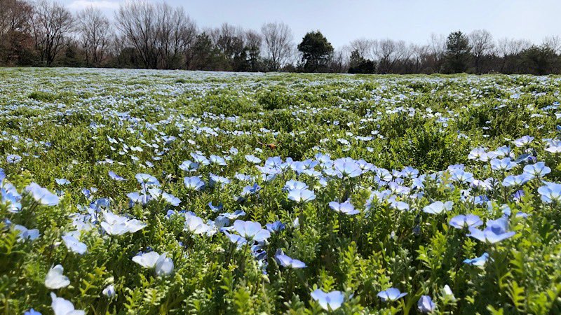 モーニング娘。feat.カリバディクス tweet media