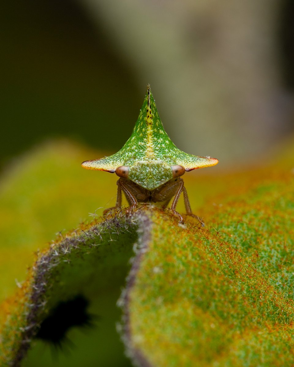 TreehopperGO_GT tweet media