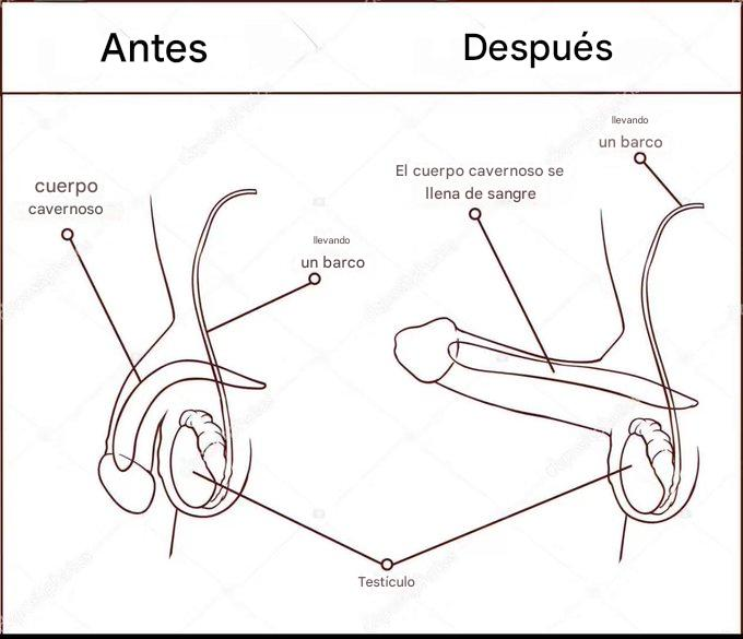 Abraham_Bruce_'s tweet photo. 6 frutas que debes comer para lograr erecciones firmes como una roca.

Guarda este hilo 👇 https://t.co/P8rzGCBCaI