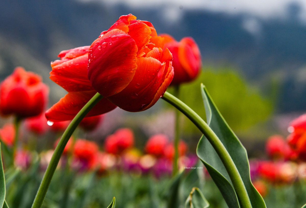 Basit Zargar (باسط) tweet media