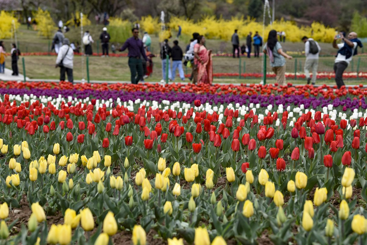 Basit Zargar (باسط) tweet media