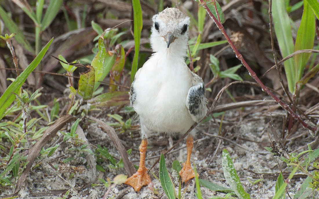South Florida Water Management District tweet media