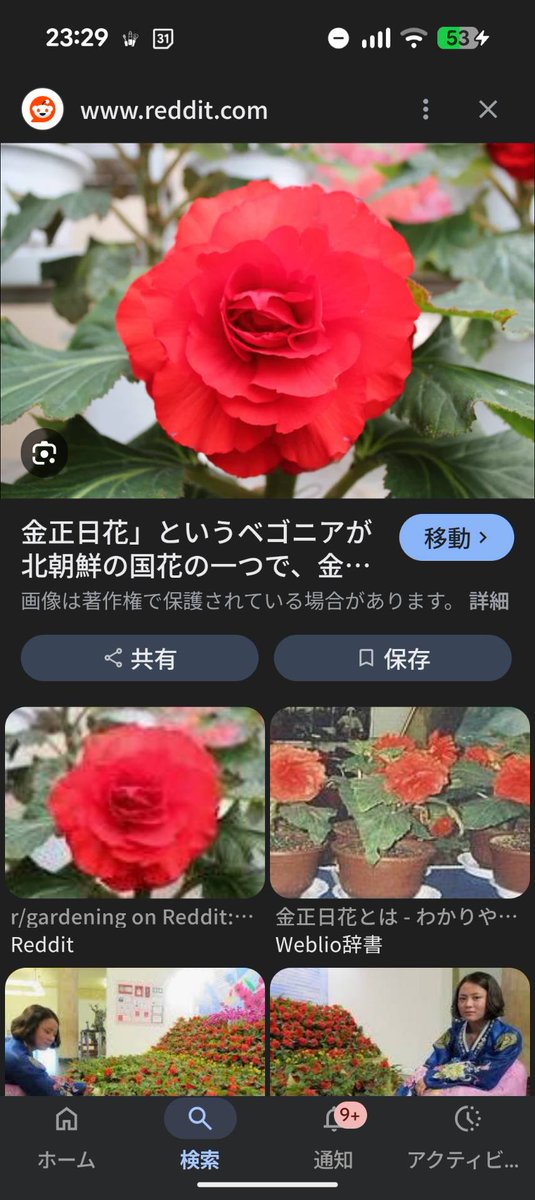 oyunyaso's tweet photo. チャッピーにチョソン風にしてってお願いしたんやけど、
この赤い花…
金正日花やん！！

わかっていらっしゃる（笑） https://t.co/G0aFUtUr5S