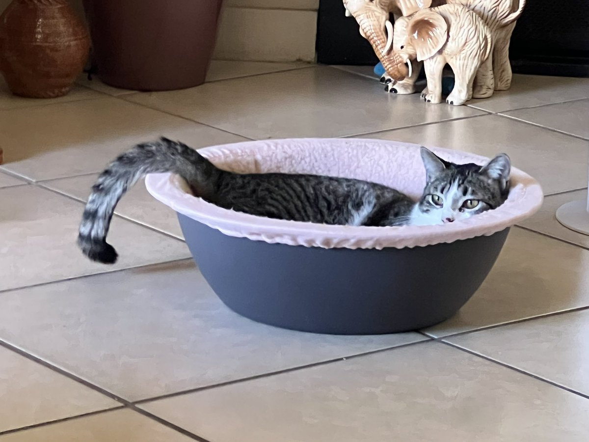 ballothecat's tweet photo. Good morning Twitter family @GailCarangelo @Mouser33943163 @lmr448 @MewllerRobert well dad finally got sick and he’s acting like he has a virus that has the effects of Ebola and smallpox combined #mancold #CoffeeClub #MMCC🧲 https://t.co/linOvOuR0G
