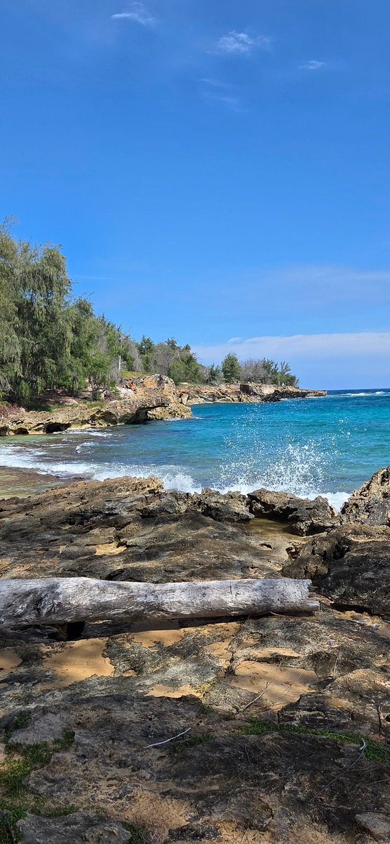 Poe Aloha tweet media