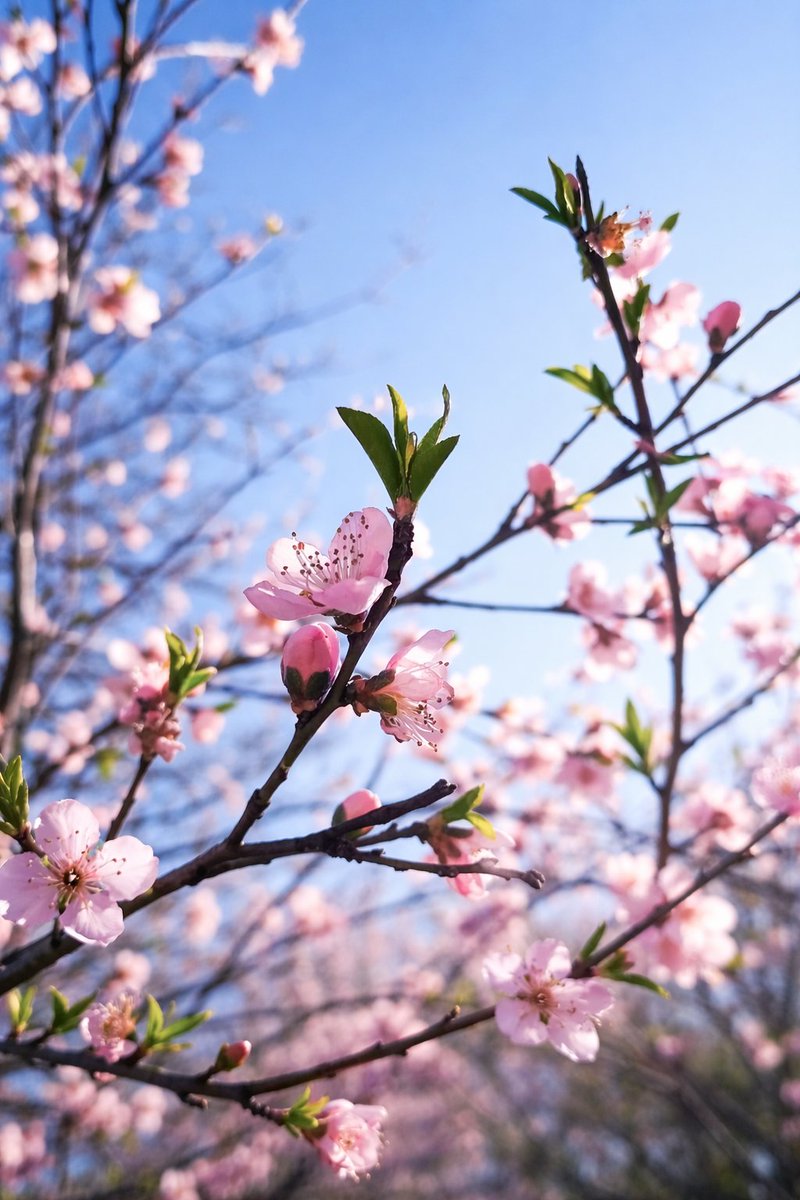 sanjaraic1's tweet image. cherry blossom scene
perfumed stillness surpasses
the thought of exile

#haikuchallenge #cherry #Vsstimetravel #perfumed #vss365 #surpass #haiku
#nature #photography
