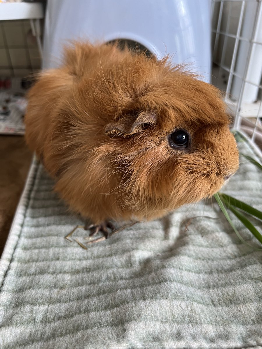 ずりりん tweet media