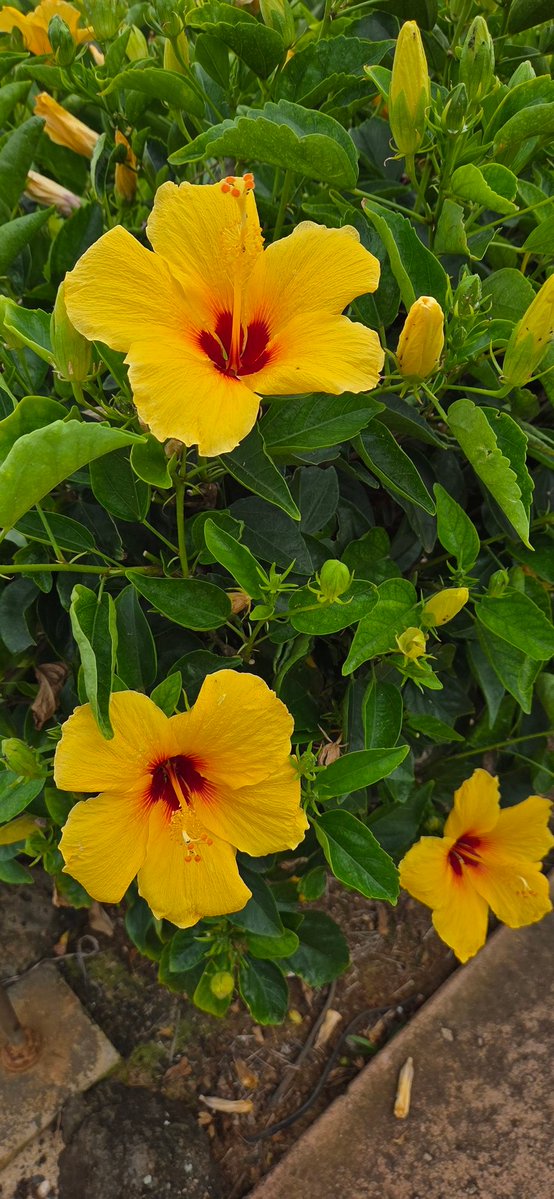 Poe Aloha tweet media