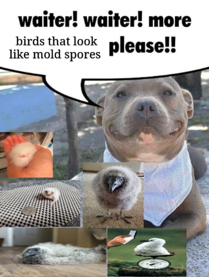 shadoomf🪲🇵🇸(homunculus enjoyer) tweet media