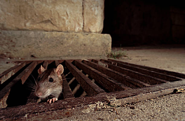 Huile d'a Rachida De Gauche demi droite une crapule Veut être la nouvelle saloperies des tarés Parisiens
Ils sont comme des poissons rouge dans un bocal aiment l'eau croupie de déjections
Paris va pas devenir une ville heureuse mais la cours de miracle la Z MAFIA aura sa place