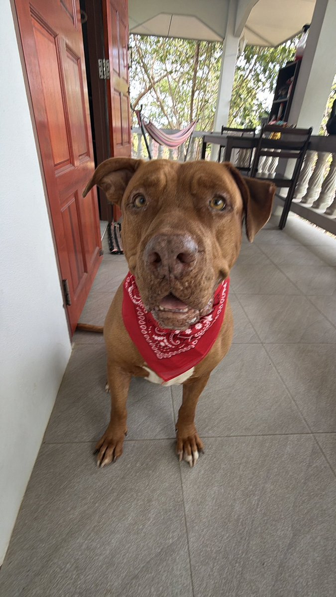 Niall Harbison tweet media