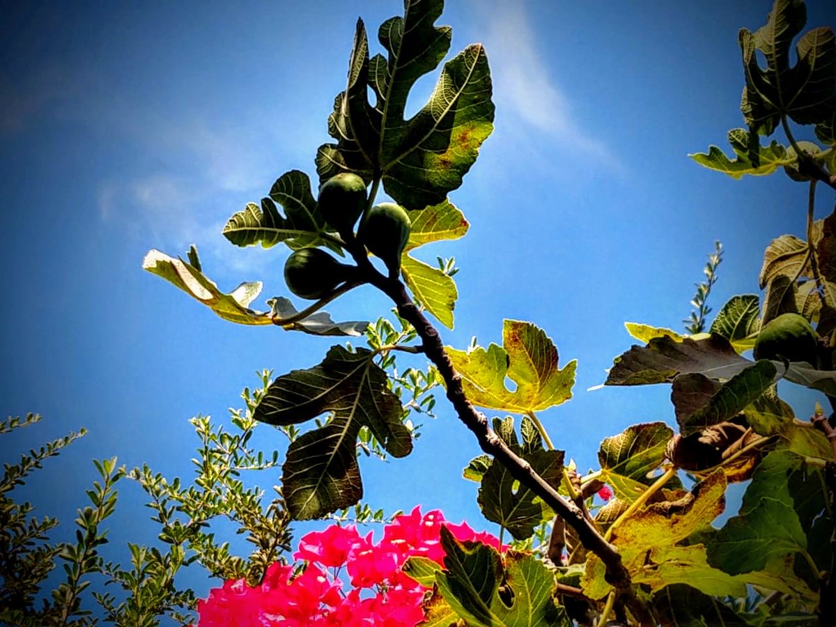 Viejo Hotel Ostende tweet media