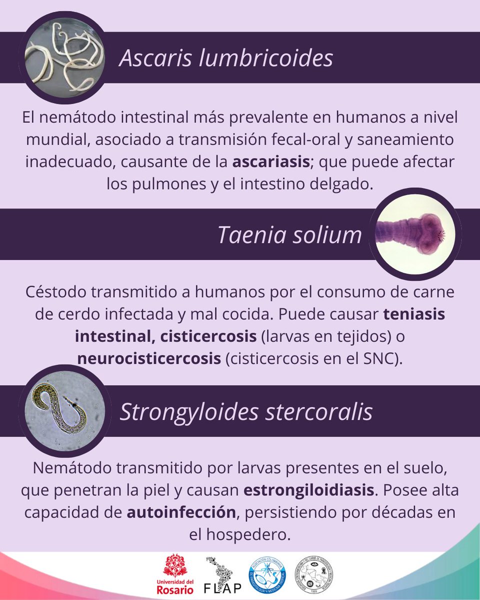 FLAP2026 tweet media