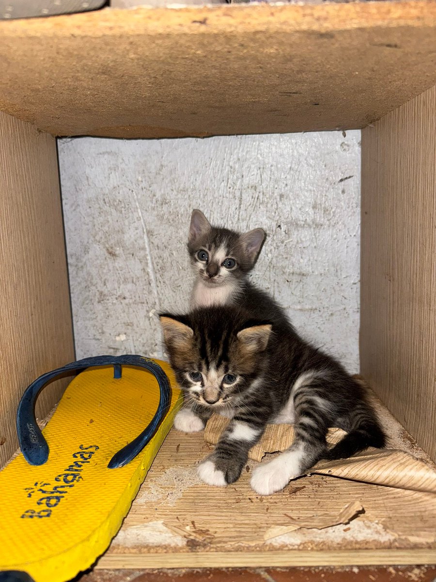 cats_rehome's tweet photo. 📌Dato Keramat KL

Kittens for adoption

Hi n salam semua, ada tak yang sudi nak adopt dua beradik ni? mak nya mai rumah pastu tinggai taktau pi mana since jumaat pagi (13/3/2026) 

If ada yang minat minta tolong roger ya, family kami tak mampu nak jaga

014-2365733 https://t.co/xPwOuWfi3K
