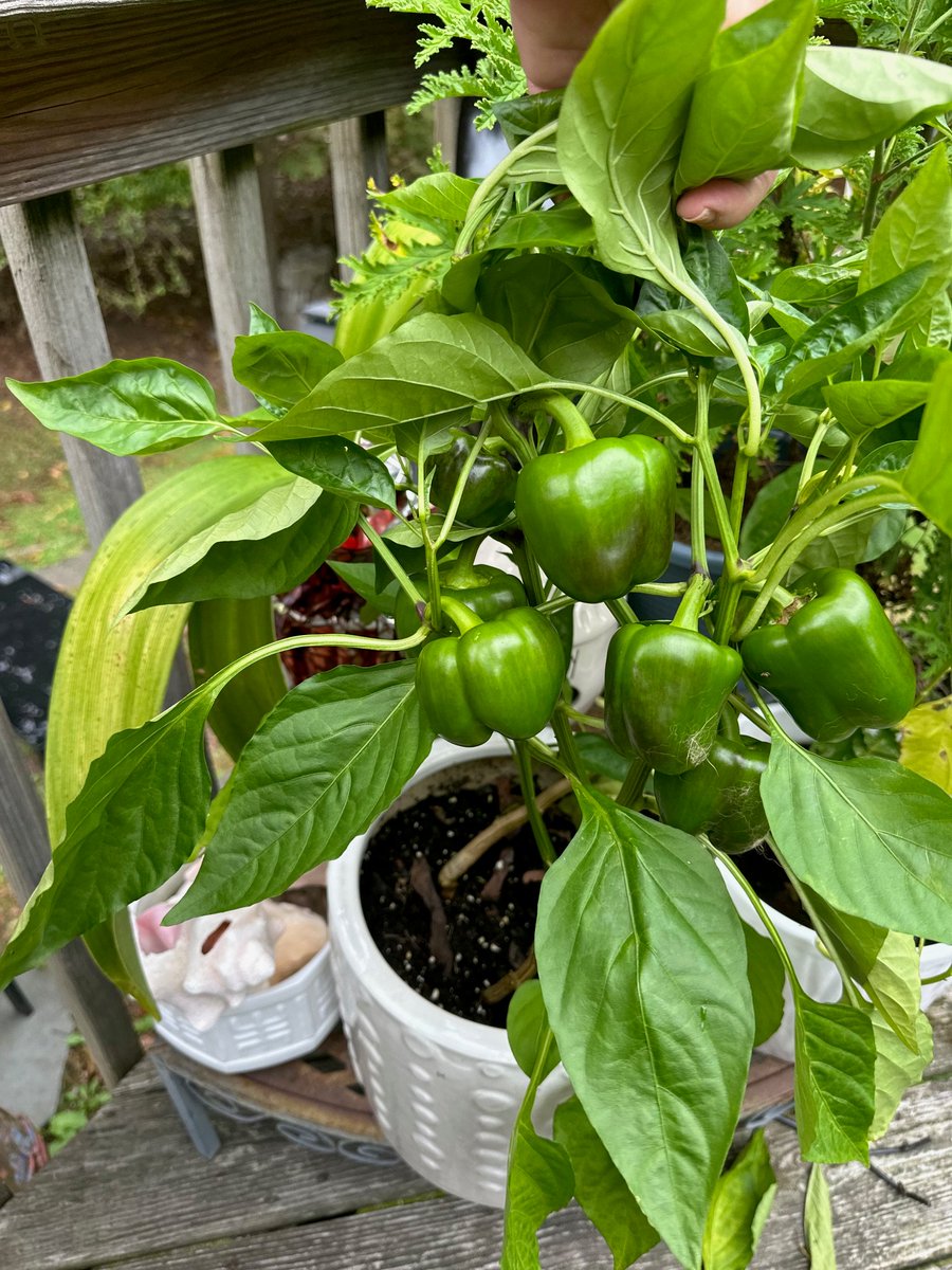 Hunger Solutions New York tweet media