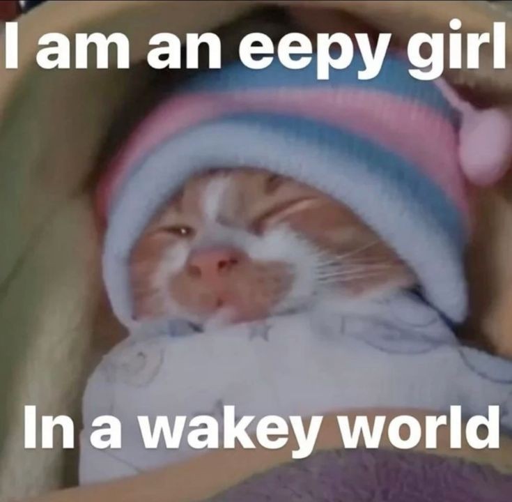 🐈‍⬛ tweet media