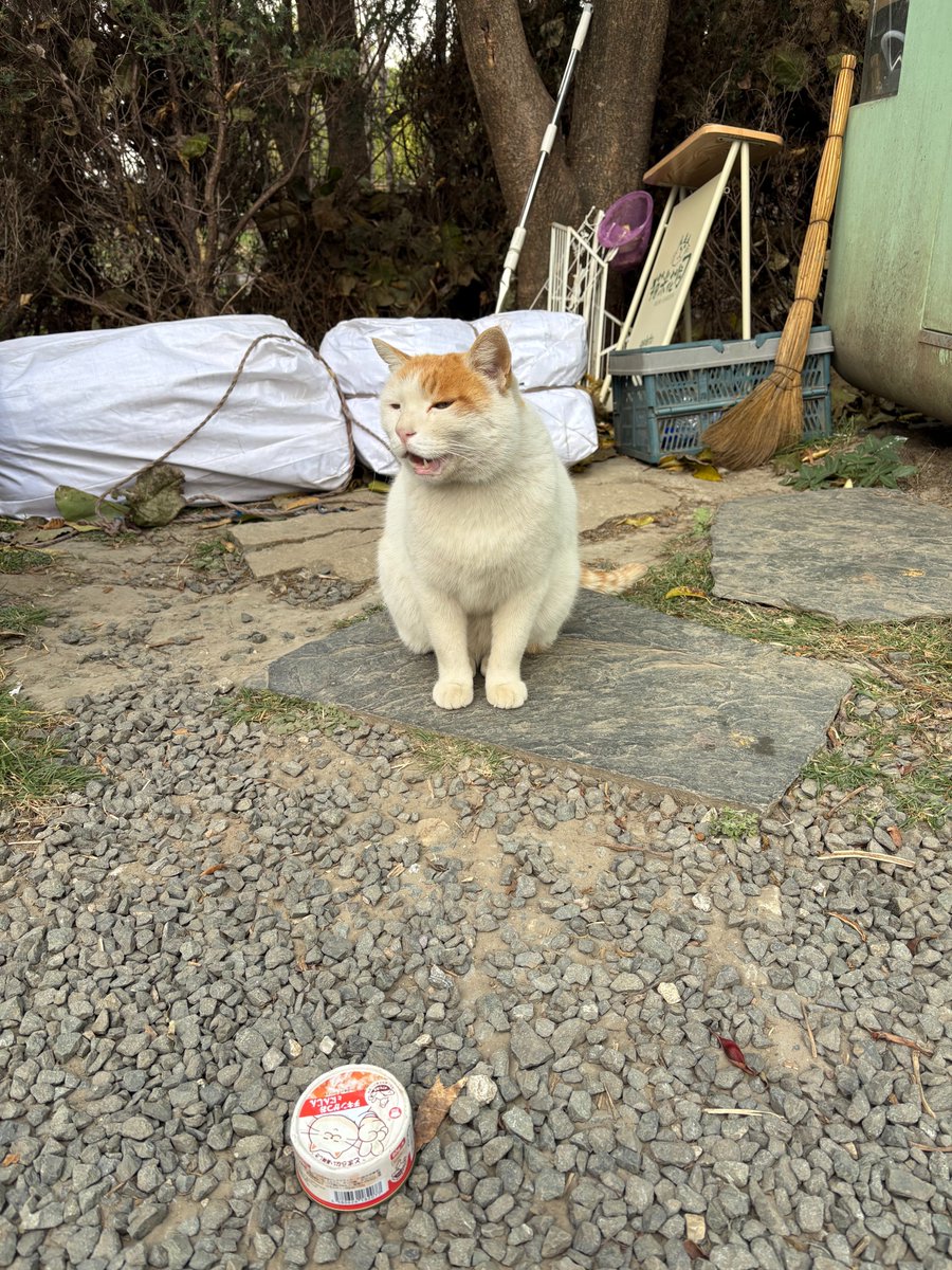 Echoic炽炽 tweet media