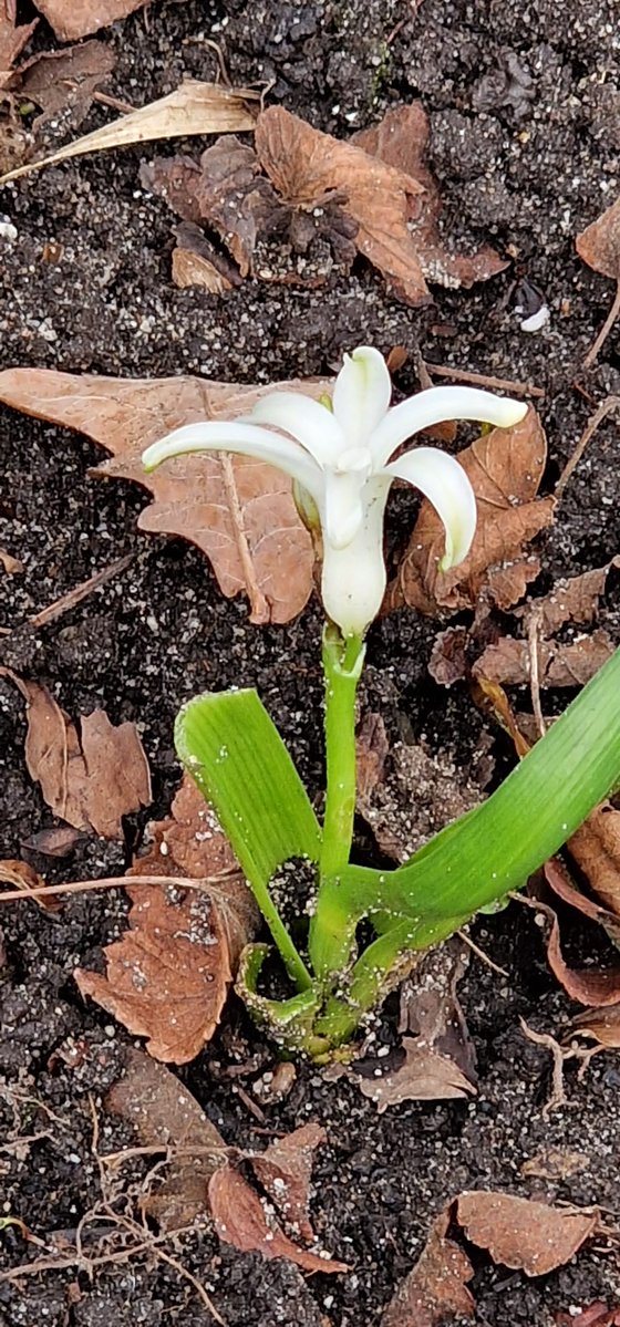 Martin Lamboo tweet media