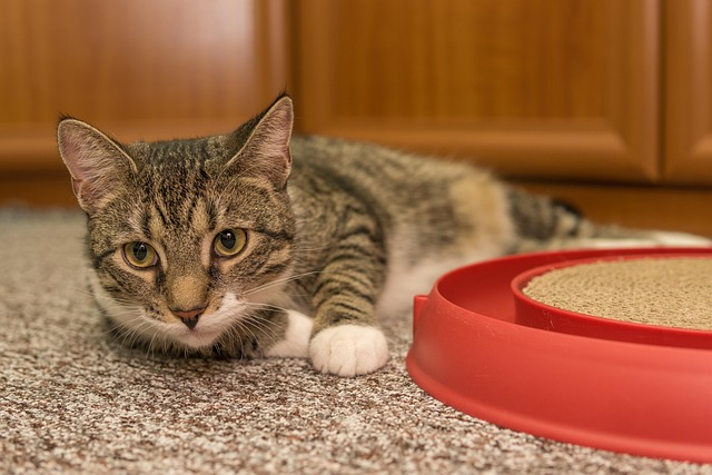 Greg Nelson tweet media