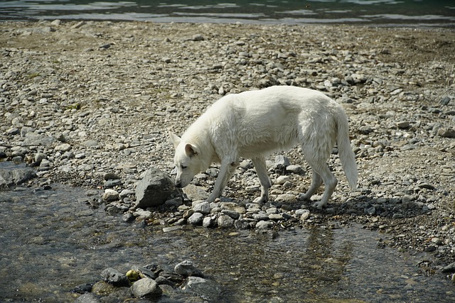 Pratap Lee tweet media