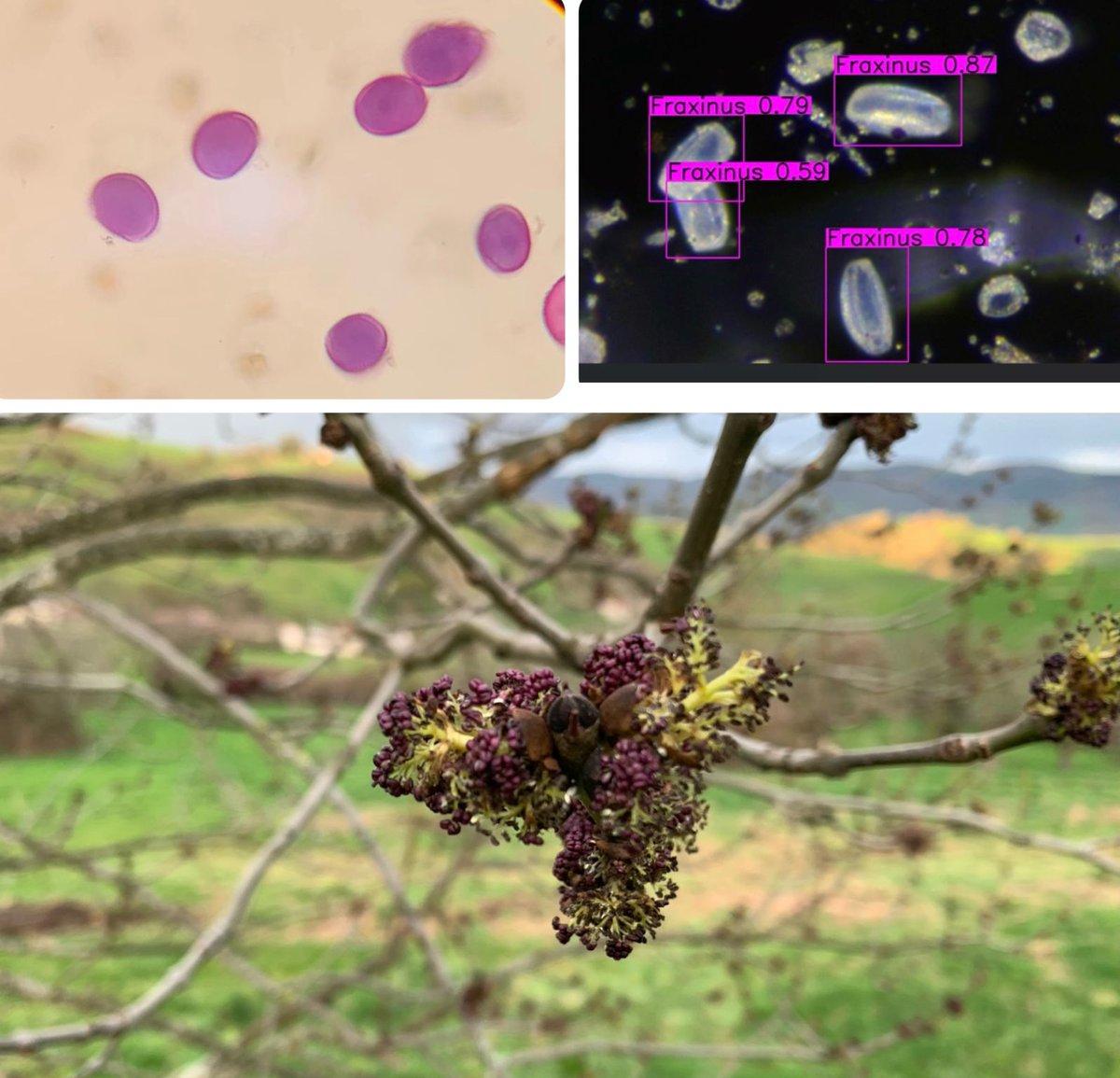 France Pollens tweet media