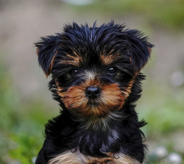 Dragan Decoteau tweet media