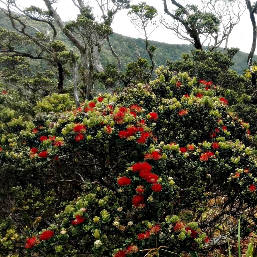 State Foresters tweet media