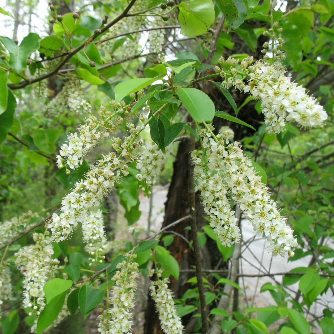 State Foresters tweet media