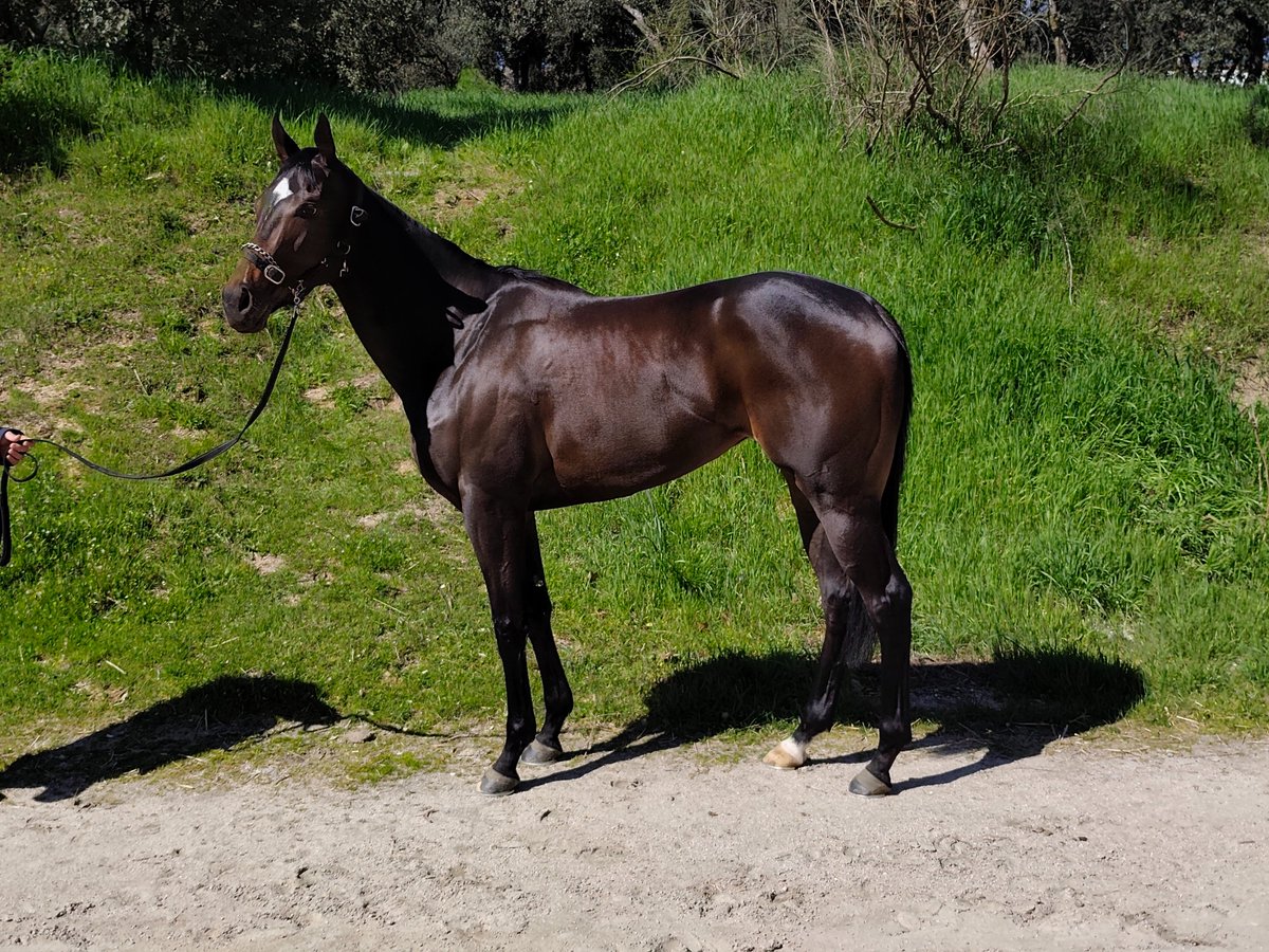 Francisco E. Bernal tweet media