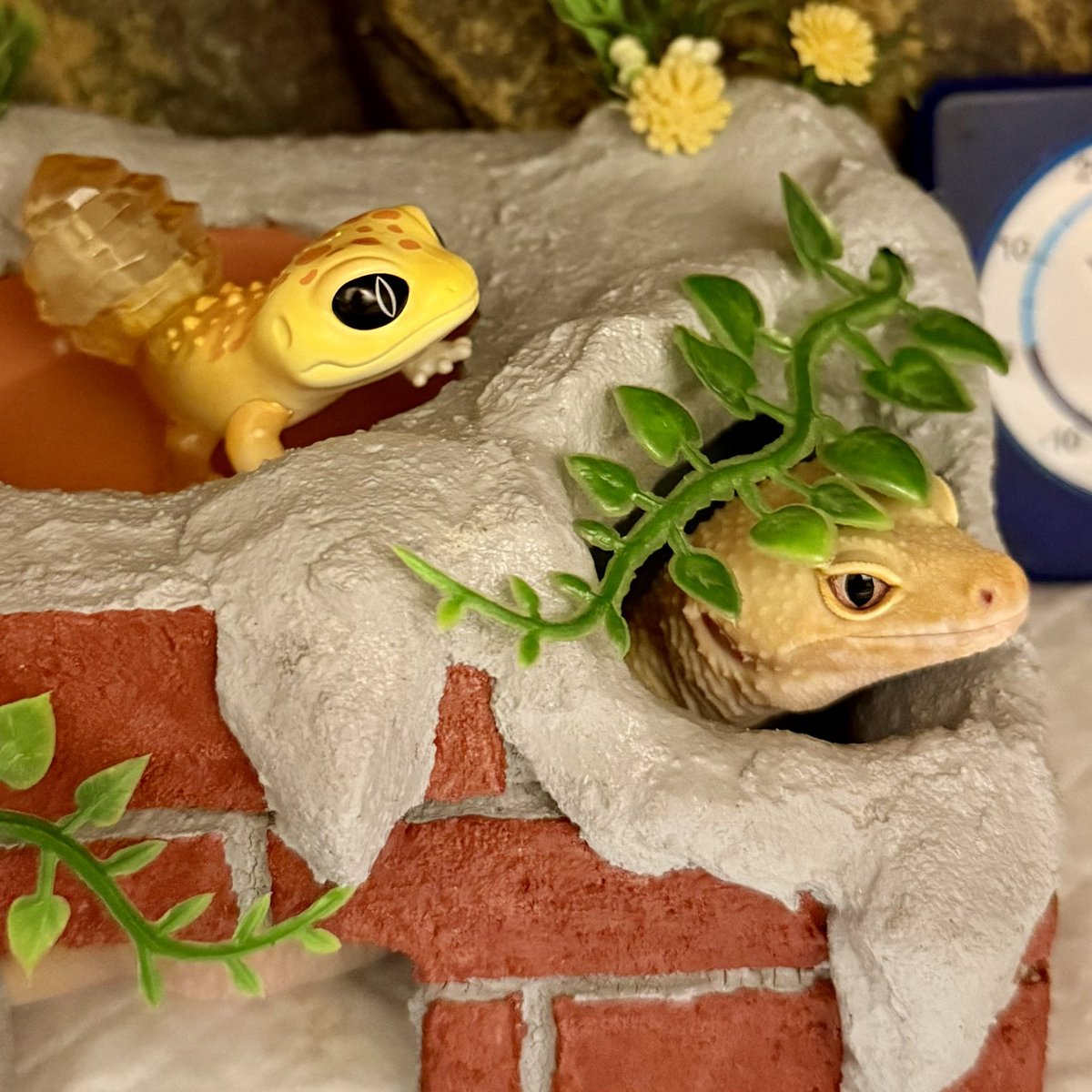 ソルンパス tweet media