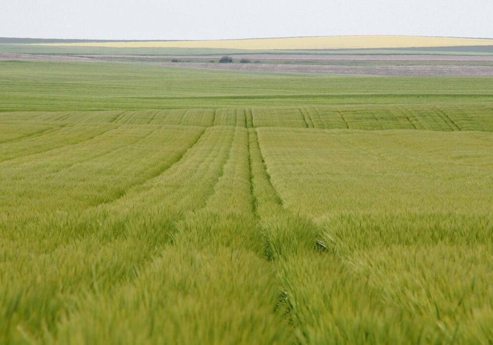 Manitoba Co-operator tweet media