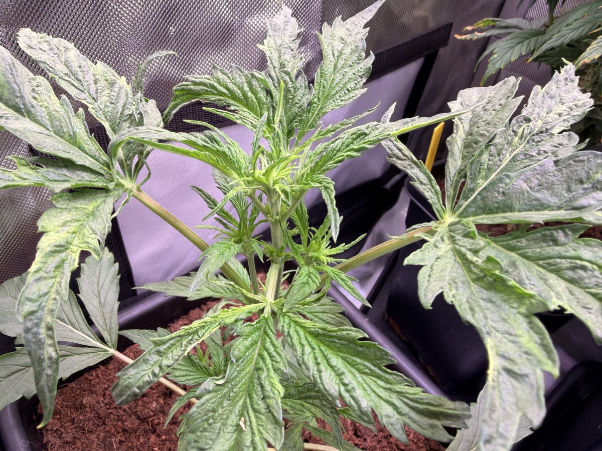 Tim Trichome tweet media