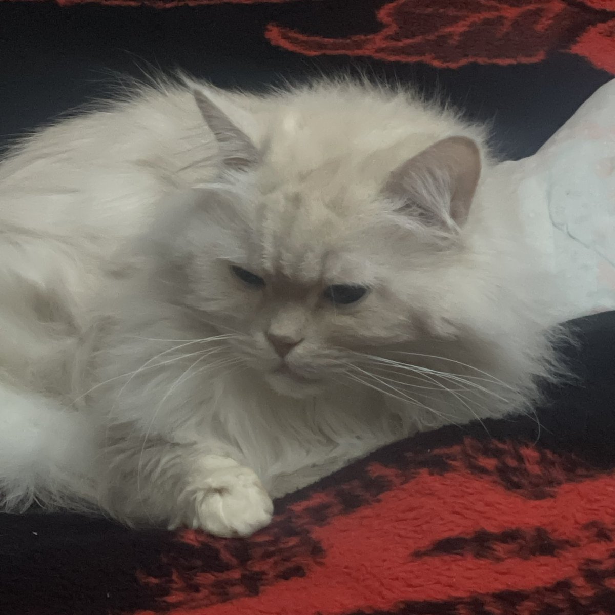 '𝘑𝘪𝘮 𝘔𝘰𝘳𝘪𝘢𝘳𝘵𝘺 tweet media