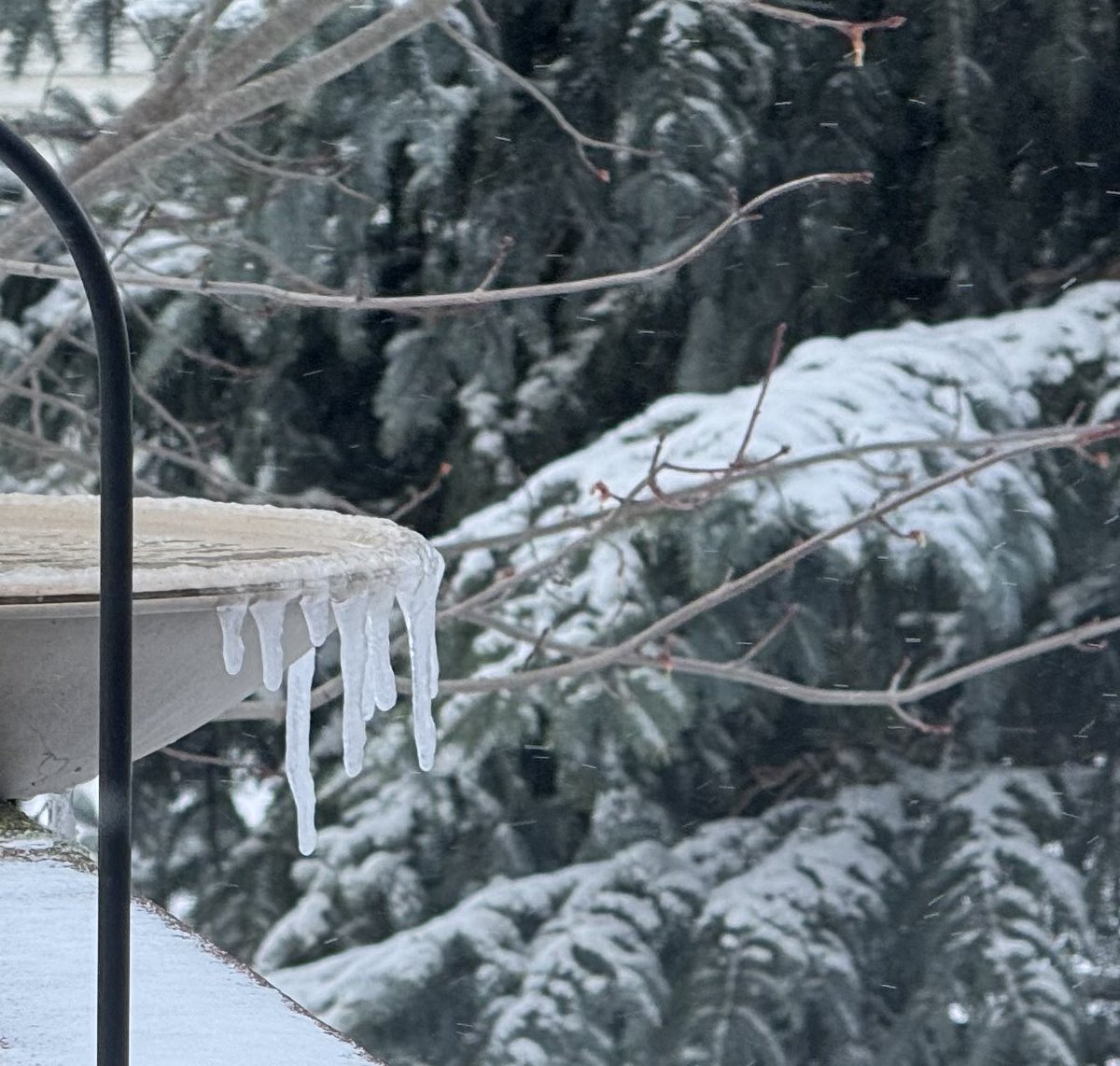 Cheesecakealso's tweet photo. @jessica_kirsh Here in Illinois 25deg F https://t.co/mYe4izQthM