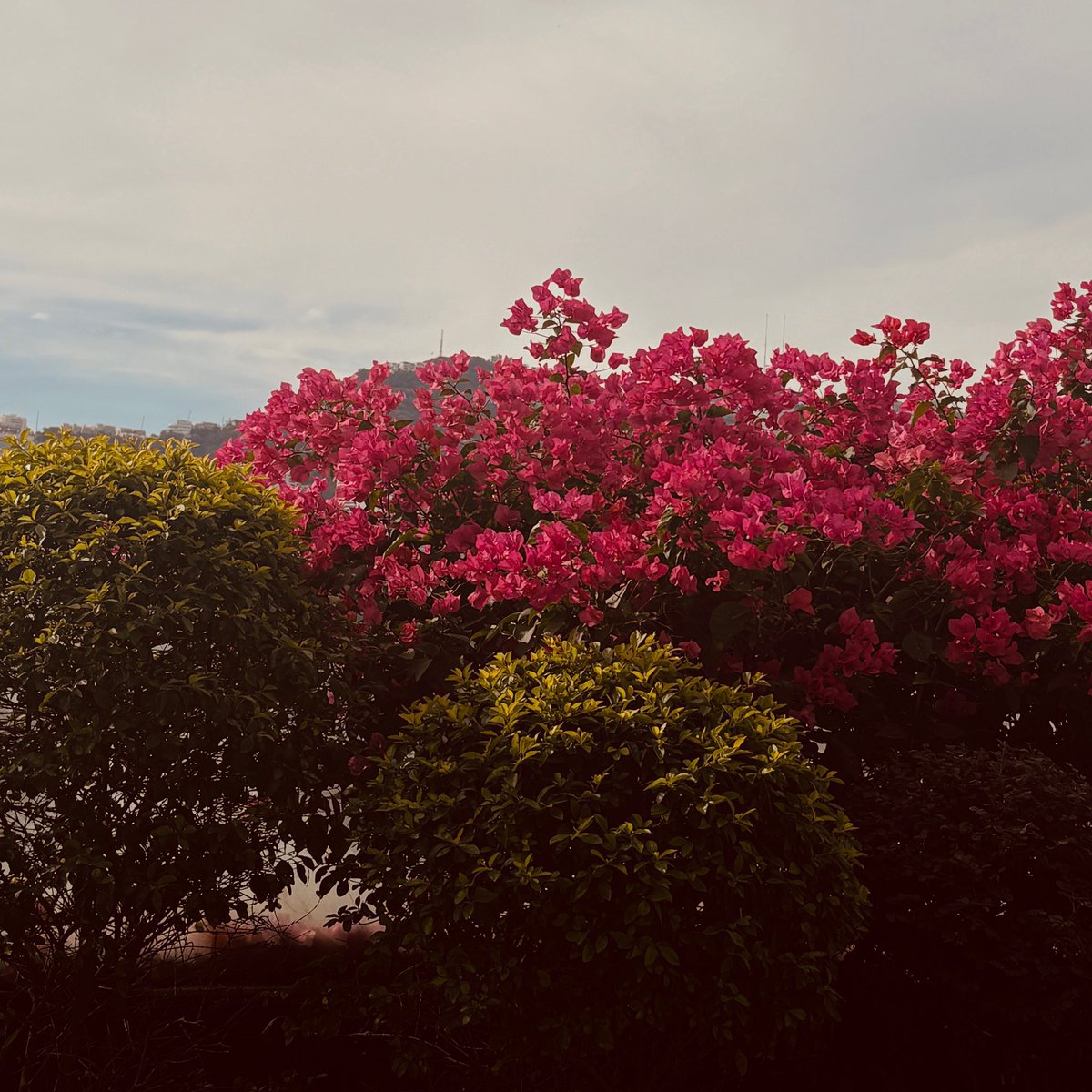 ASA TEAM INA tweet media